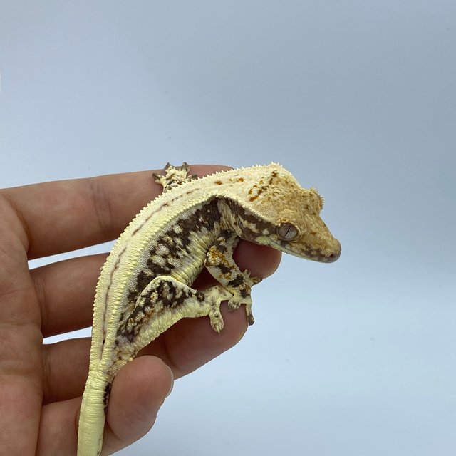 릴리화이트 슈퍼스트라이프