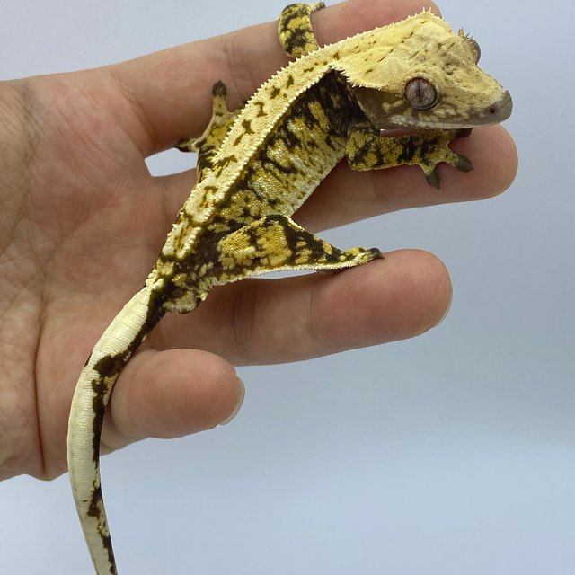 트라이 화이트스팟