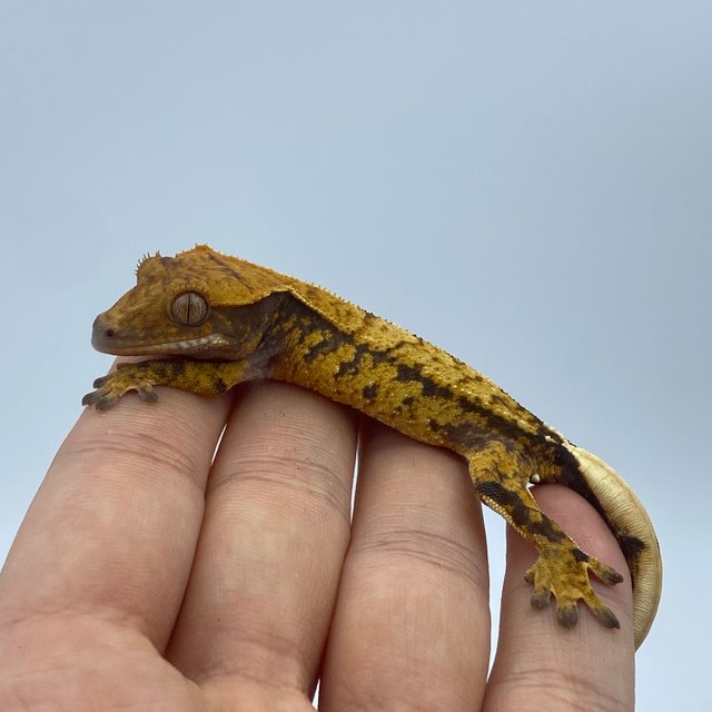 익스트림할리퀸