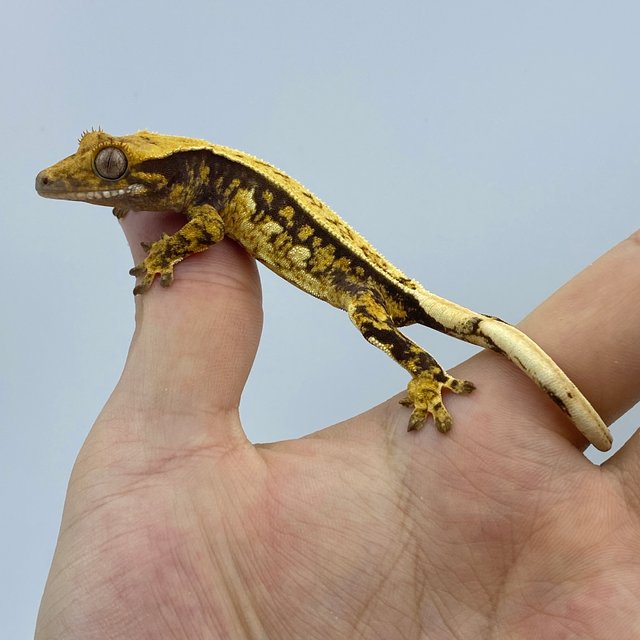 트라이 익스트림할리퀸 핀스트라이프