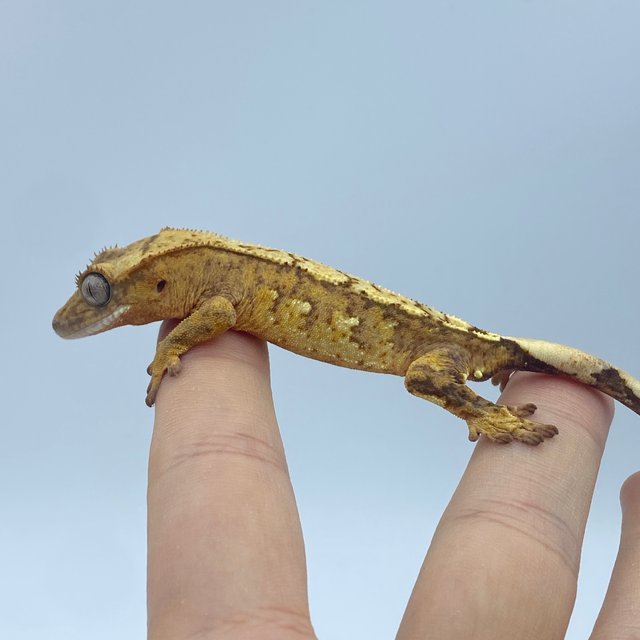 옐로우 스트로베리