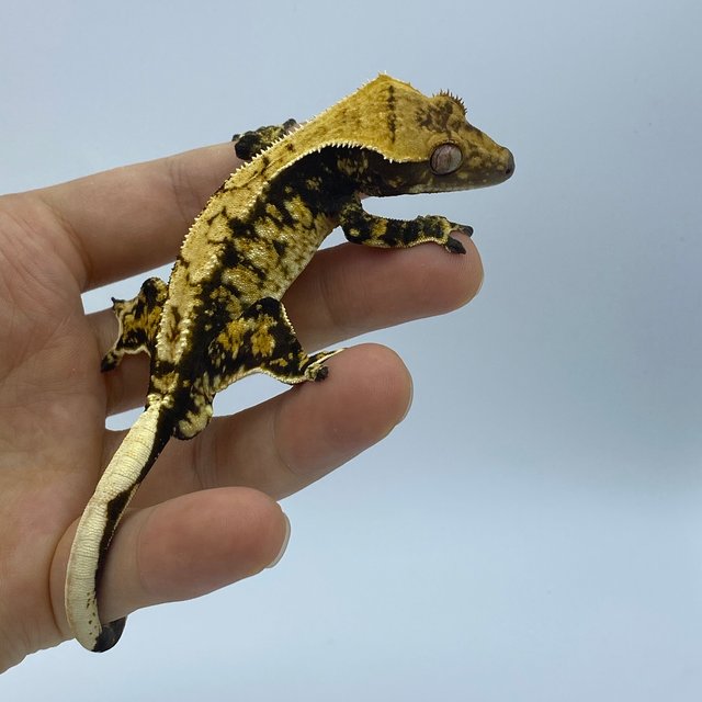 트라이 화이트스팟 블랙