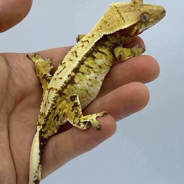 트라이