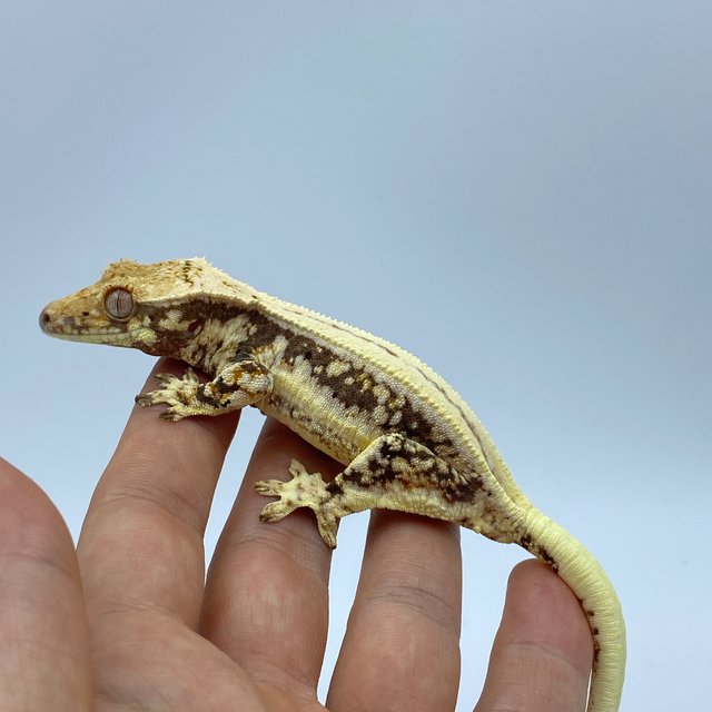 릴리화이트 슈퍼스트라이프