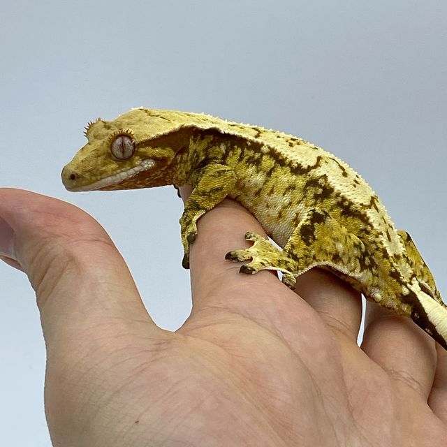 트라이