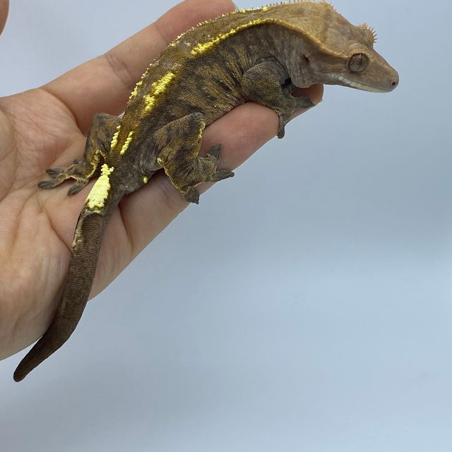 카푸치노
