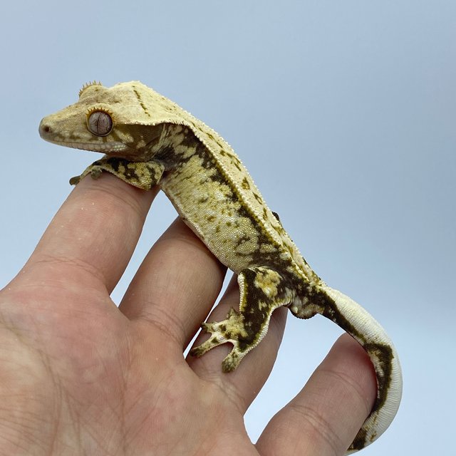 트라이 화이트스팟