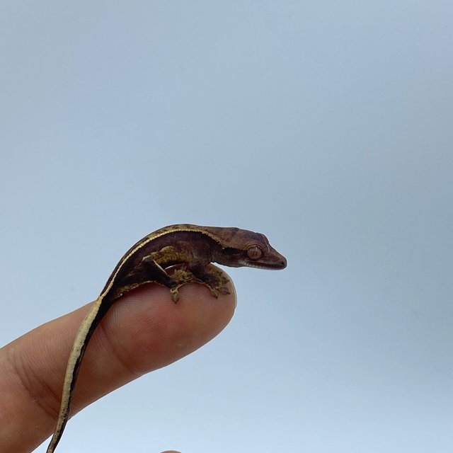 엠티백
