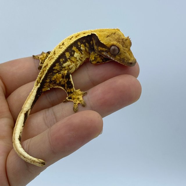 트라이 익스트림할리퀸 핀스트라이프