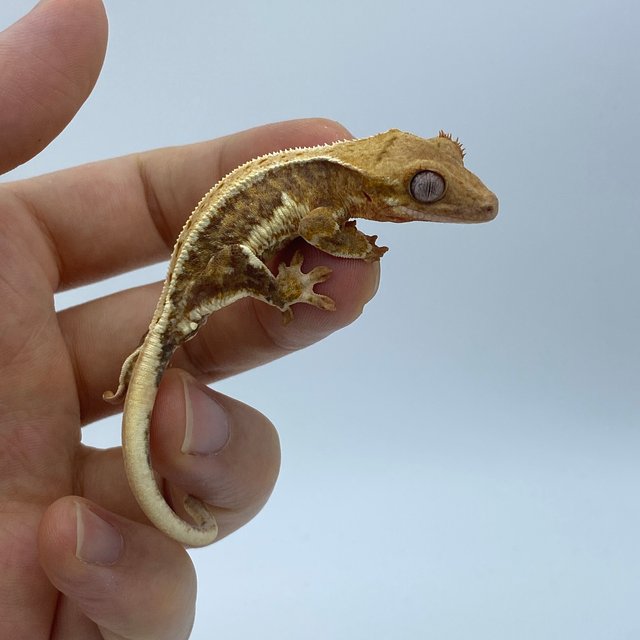 릴리화이트 옐로우 크림