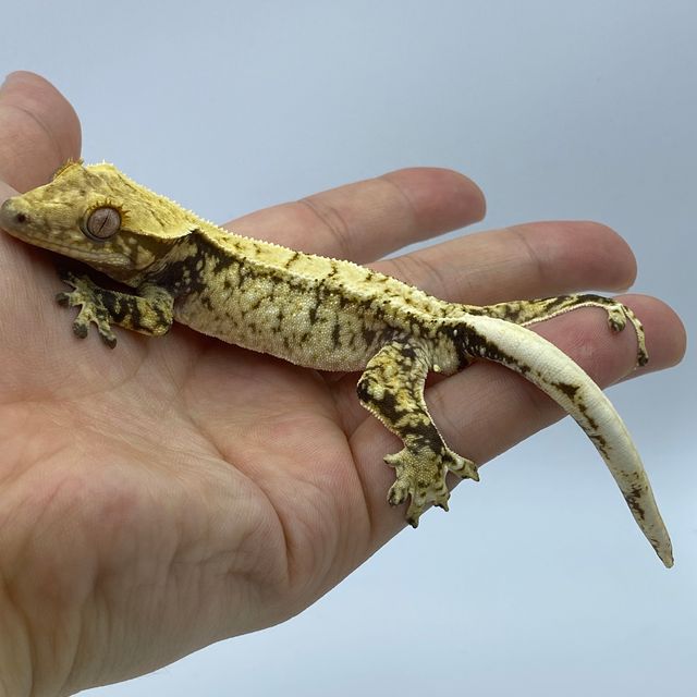 트라이 화이트스팟 드리피