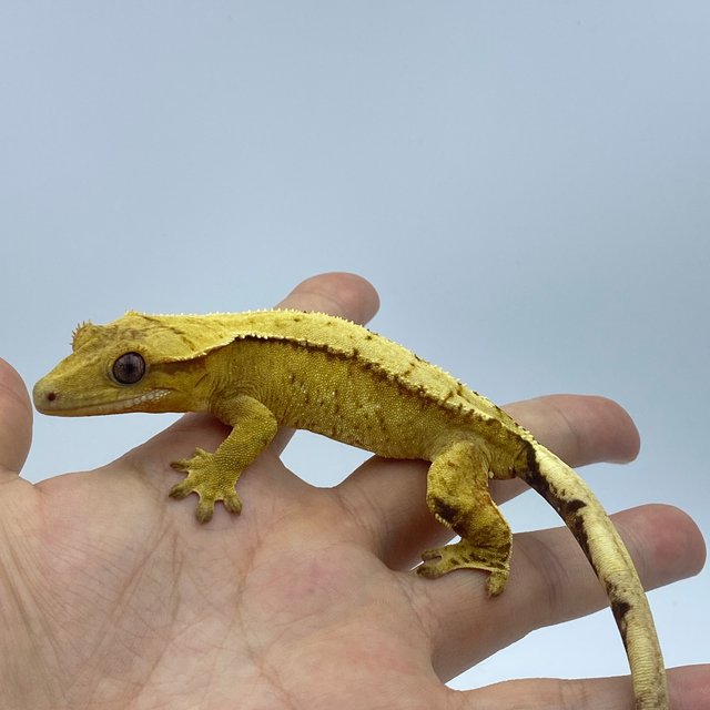 옐로우 크림시클