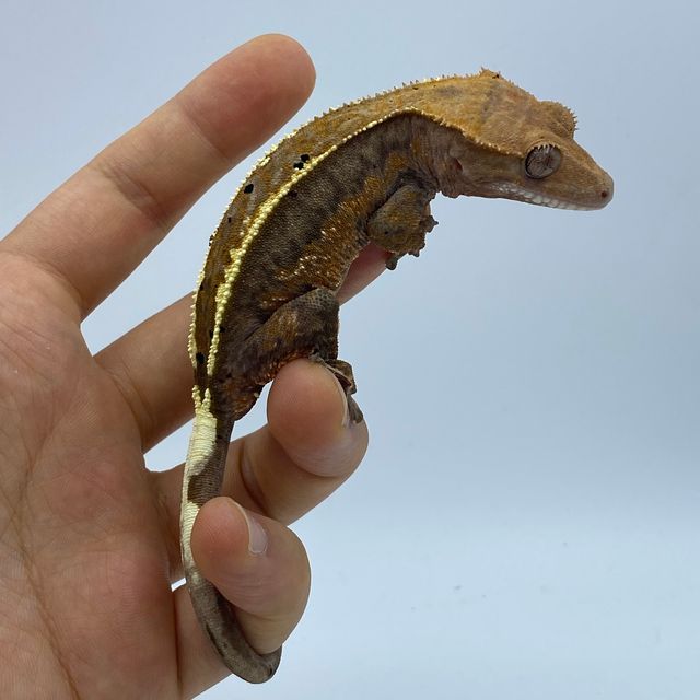 카푸치노