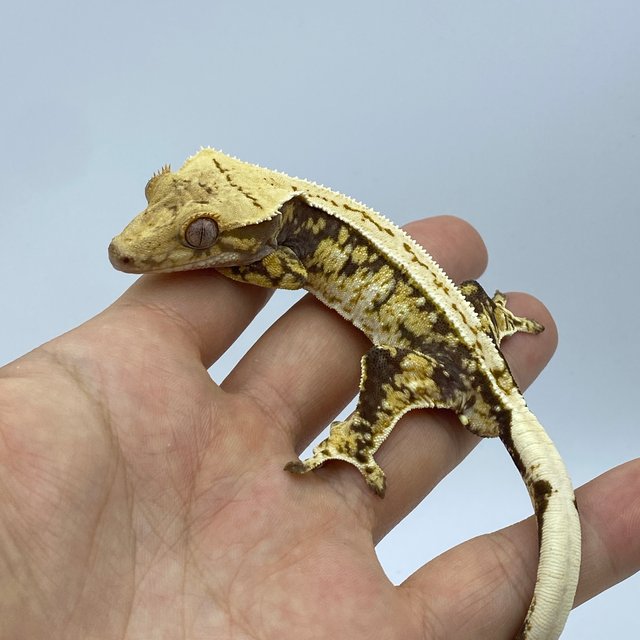 트라이 익스트림할리퀸 옐로우