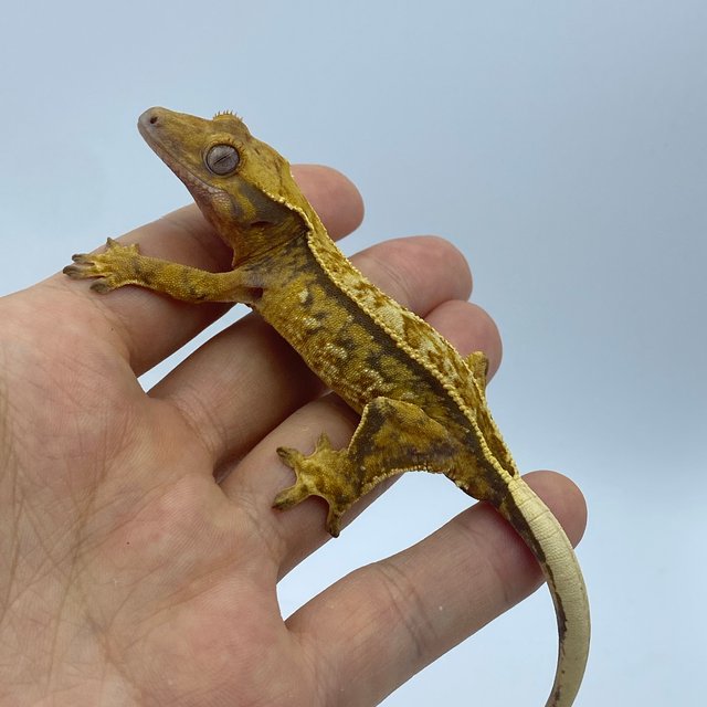 트라이 익스트림할리퀸