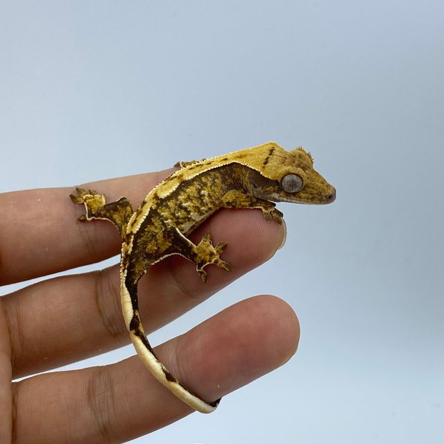 트라이 화이트스팟