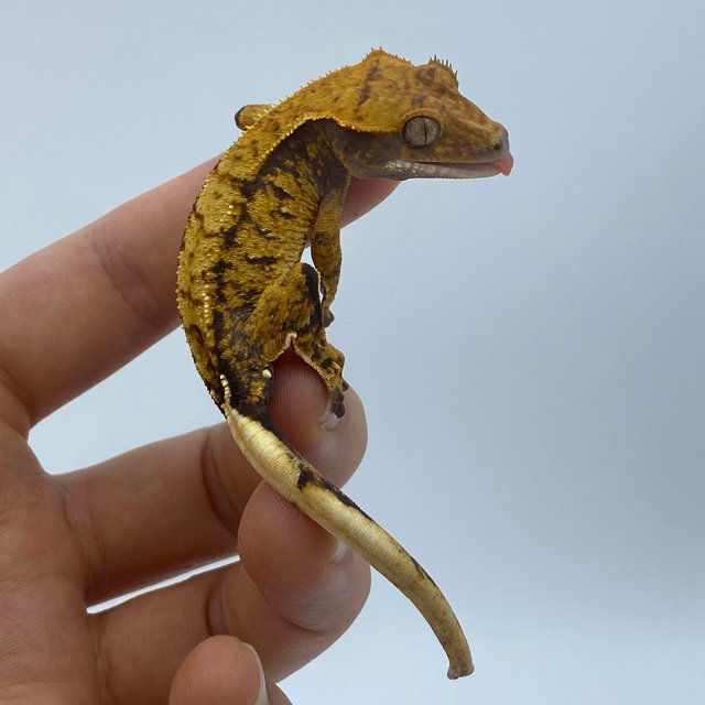 익스트림할리퀸