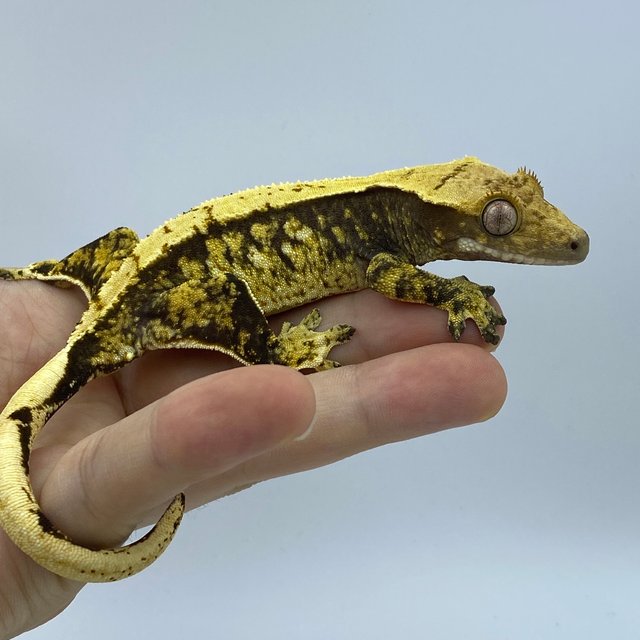 트라이 화이트스팟