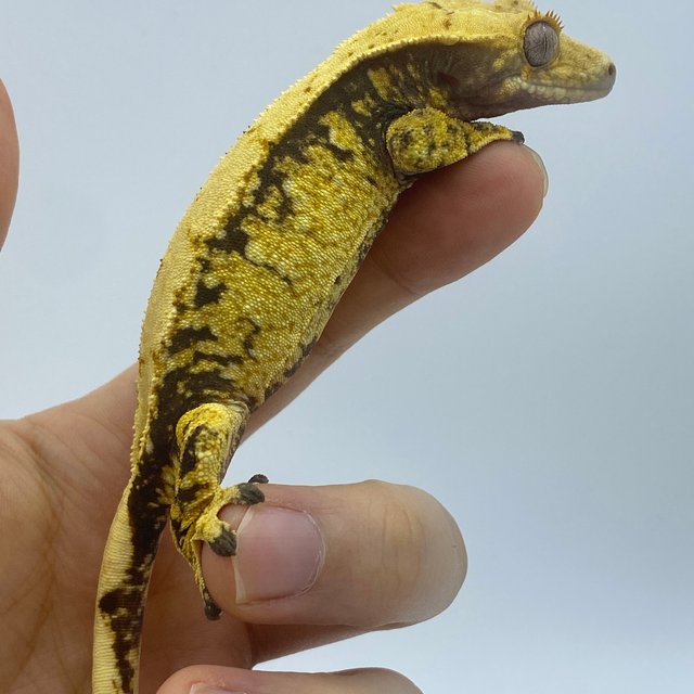 트라이 익스트림할리퀸 드리피 화이트스팟