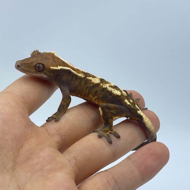 세이블 익스트림할리퀸