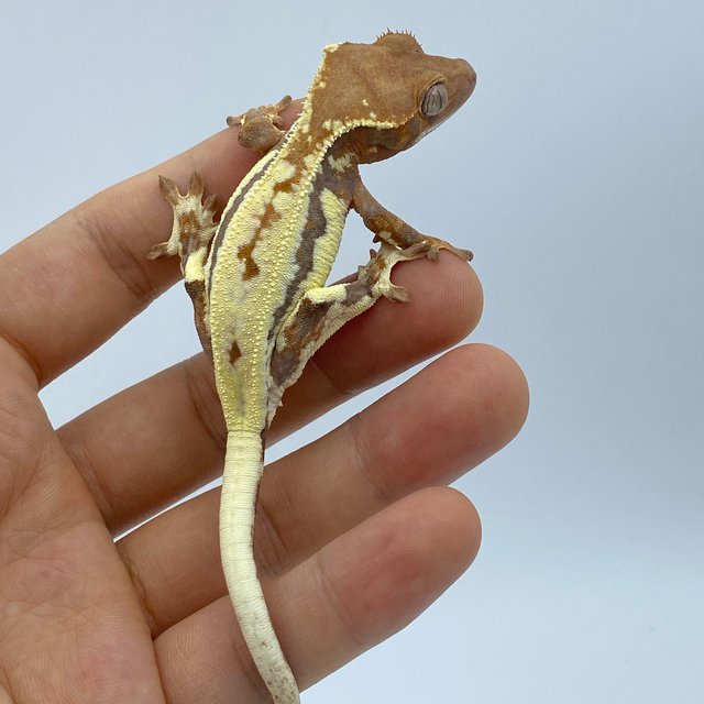 레드 프라푸치노