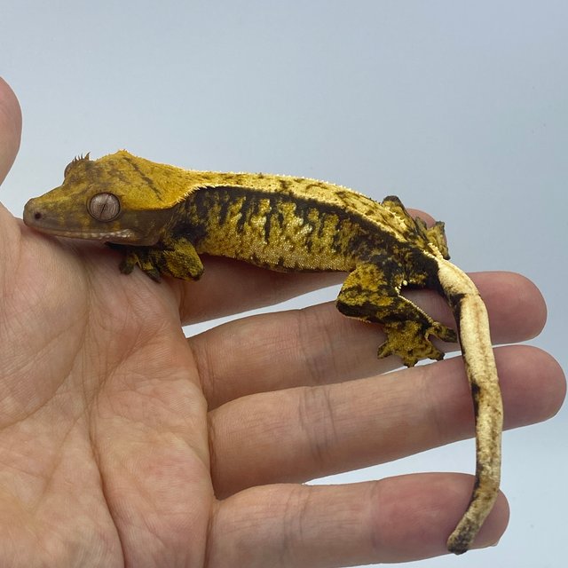 트라이 익스트림할리퀸 화이트스팟