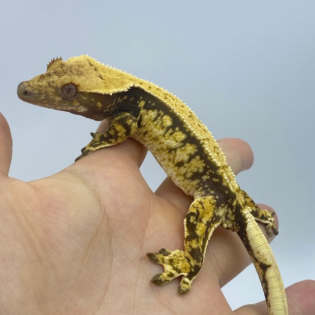 트라이 익스트림할리퀸 화이트스팟