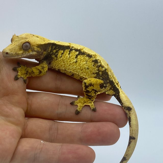 트라이 익스트림할리퀸 드리피 화이트스팟