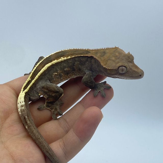 엠티백 카푸치노