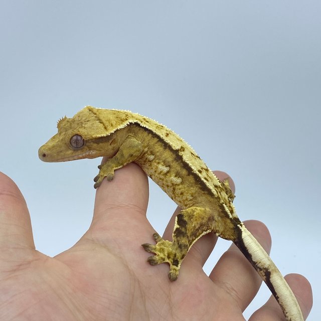 크림시클 옐로우