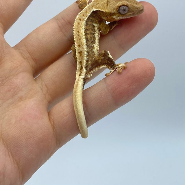 릴리화이트 옐로우 크림