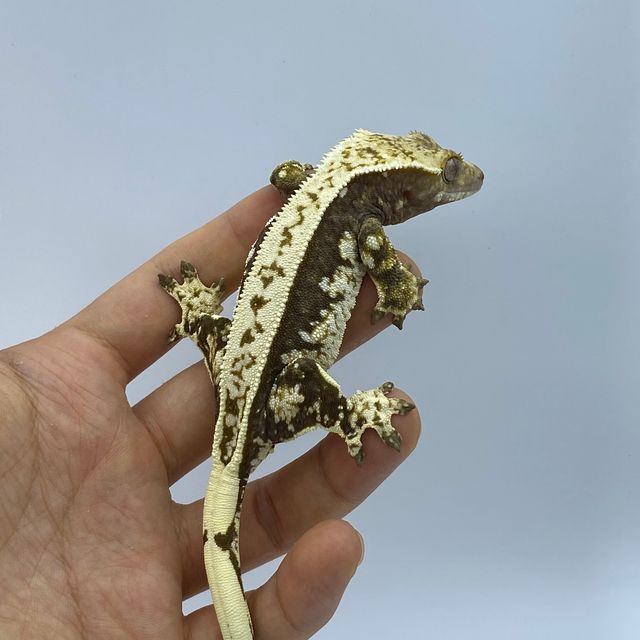 노멀