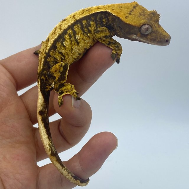 트라이 익스트림할리퀸 화이트스팟