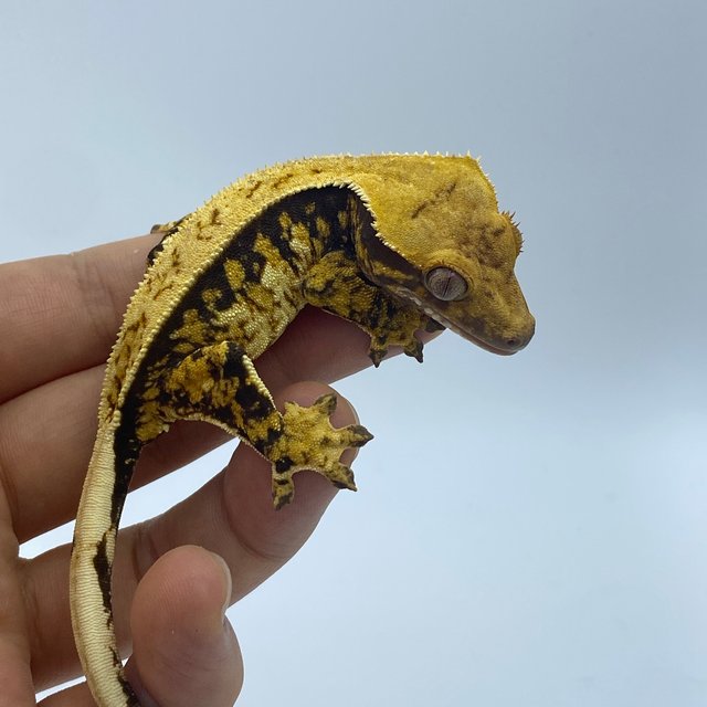 트라이 익스트림할리퀸 핀스트라이프