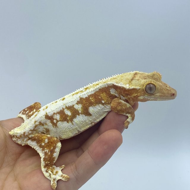 레드 릴리화이트