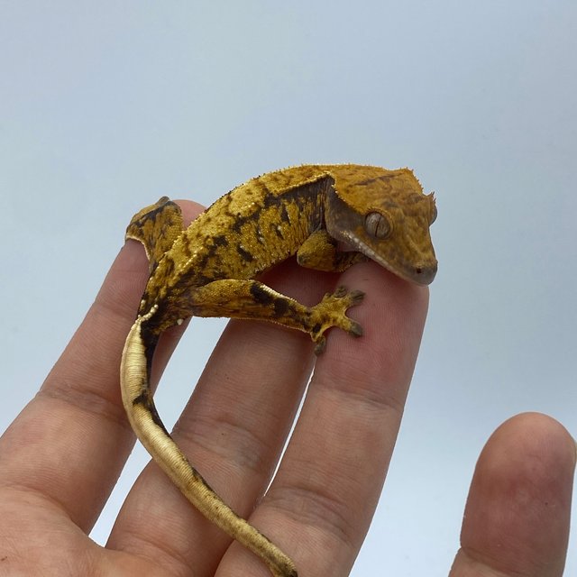 익스트림할리퀸