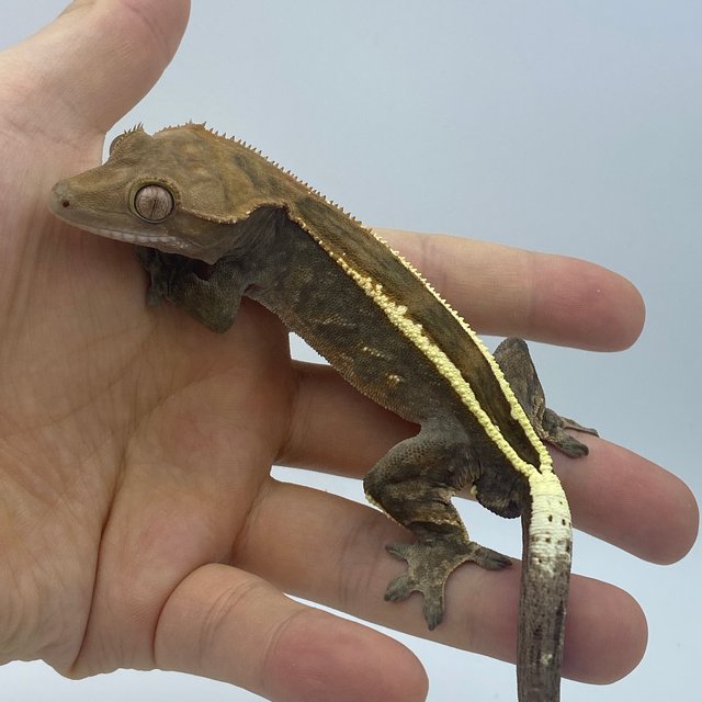 엠티백 카푸치노