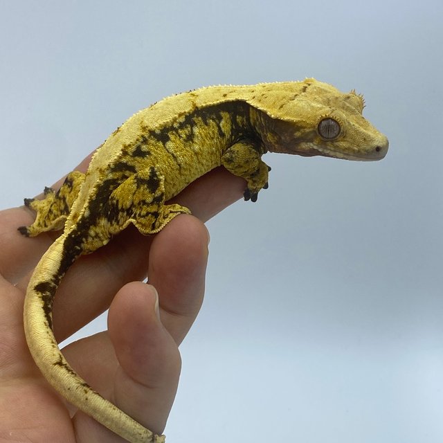 트라이 익스트림할리퀸 드리피 화이트스팟