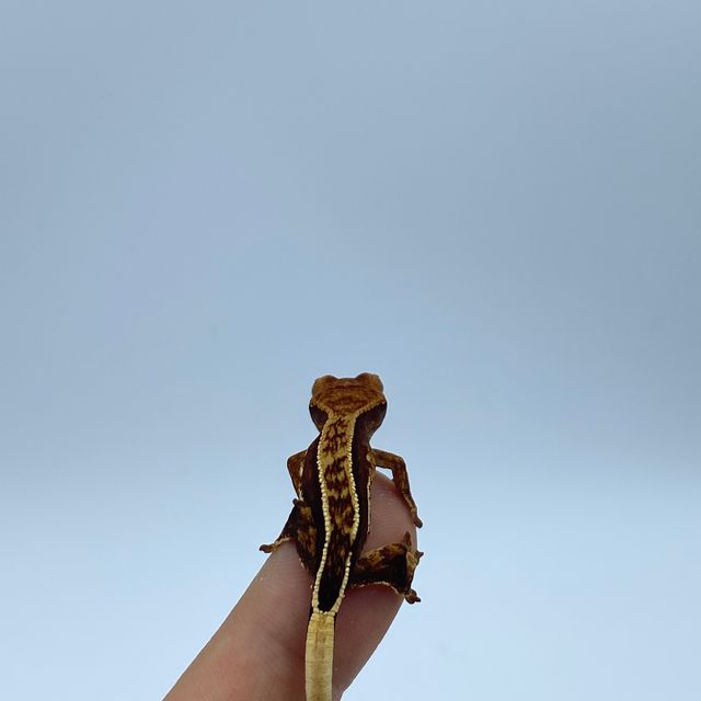 엠티백