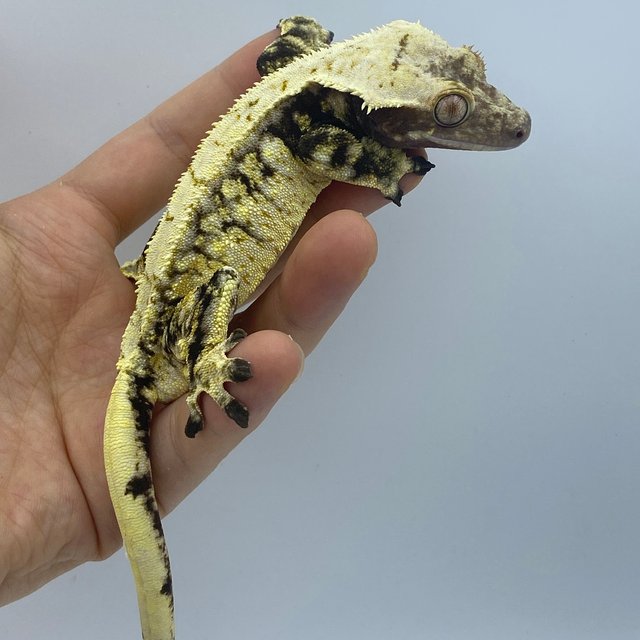 드리피 화이트스팟