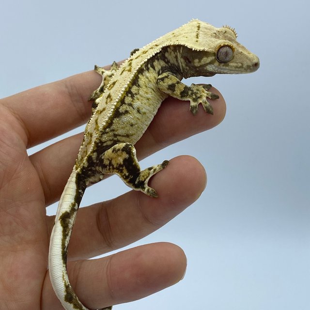 트라이 화이트스팟