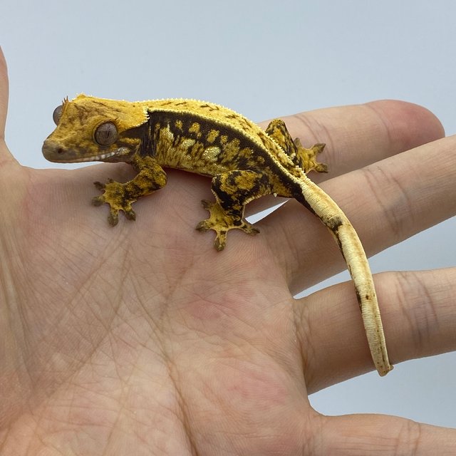 트라이 익스트림할리퀸 핀스트라이프