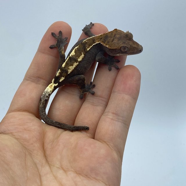 세이블 다크 플레임