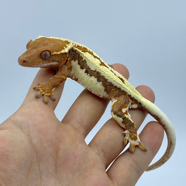 프라푸치노 레드