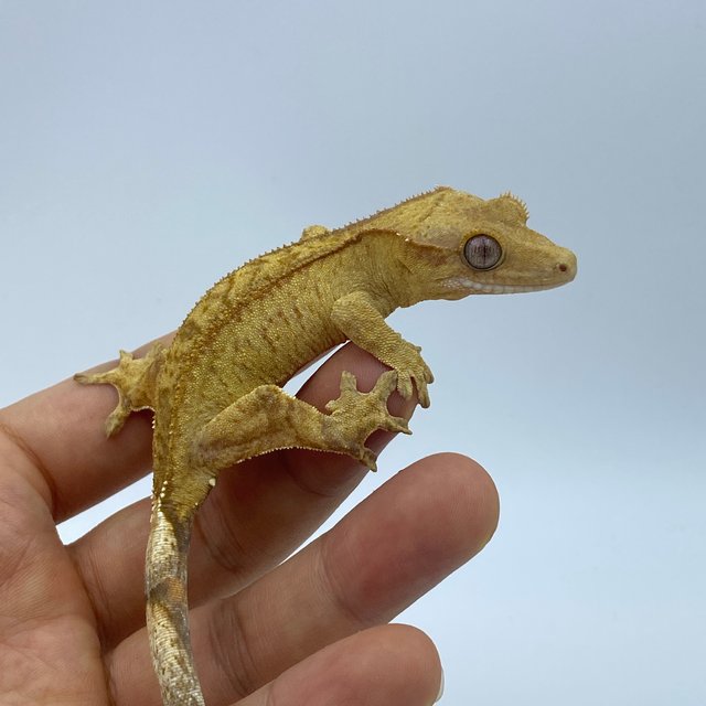 옐로우 브린들 스트로베리