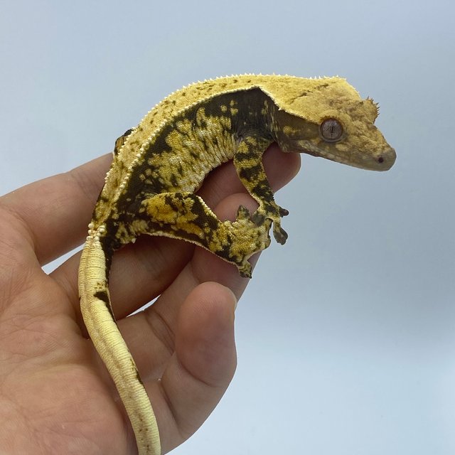 트라이 익스트림할리퀸 화이트스팟