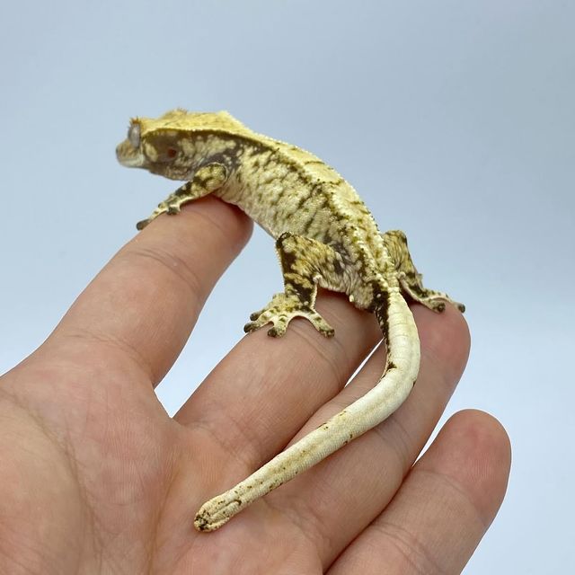 트라이 화이트스팟 드리피