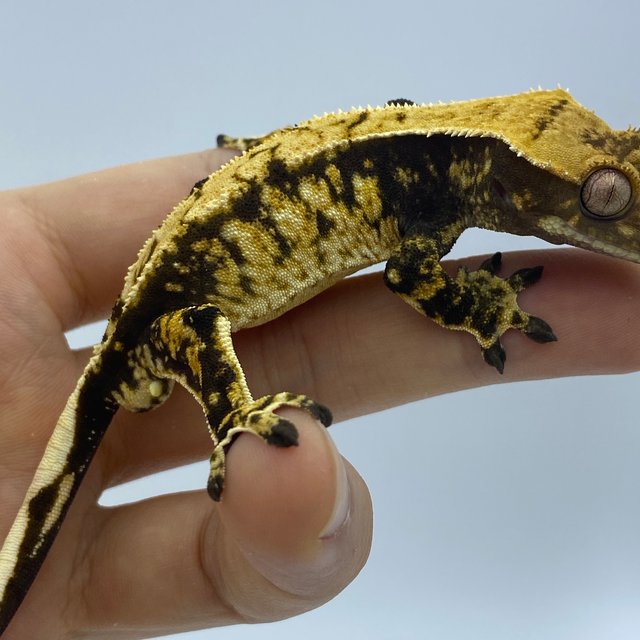 트라이 화이트스팟 블랙