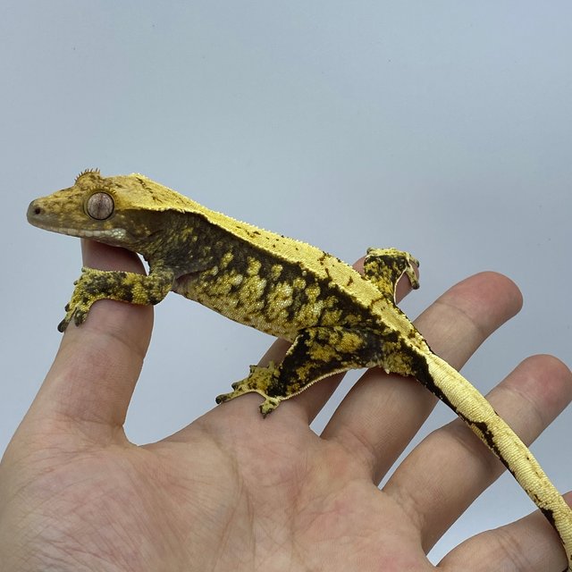 트라이 화이트스팟