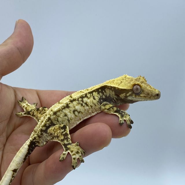 트라이 화이트스팟 드리피